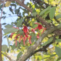 Erythrina crista-galli L.